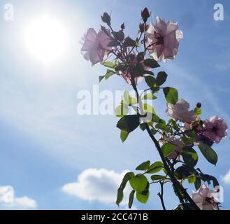 Ein blass rosa lila ritt gesehen gegen ein blau gesetzt Himmel mit der Sonne im Rahmen und hinterleuchteten Blütenblättern Stockfoto