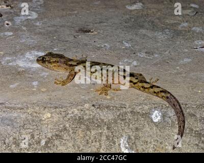 Gewöhnlicher Gecko. Die Art ist endemisch in Neuseeland. Stockfoto