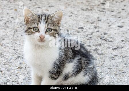 Kätzchen sitzt auf Betonboden Stockfoto