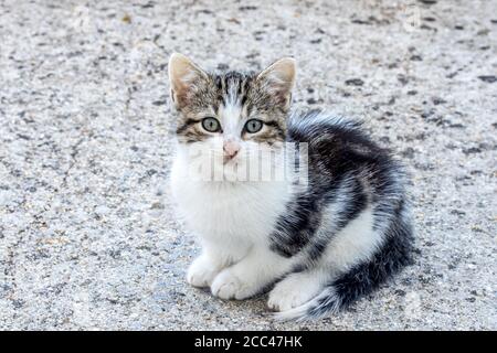 Kätzchen sitzt auf Betonboden Stockfoto