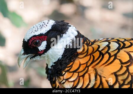 Rüde Reeve Pheasant, Syrmaticus Reevesii Stockfoto