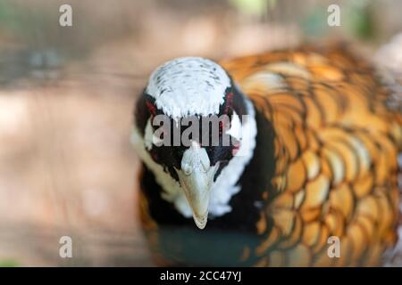 Rüde Reeve Pheasant, Syrmaticus Reevesii Stockfoto