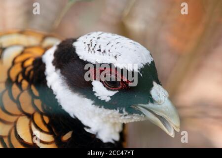 Rüde Reeve Pheasant, Syrmaticus Reevesii Stockfoto