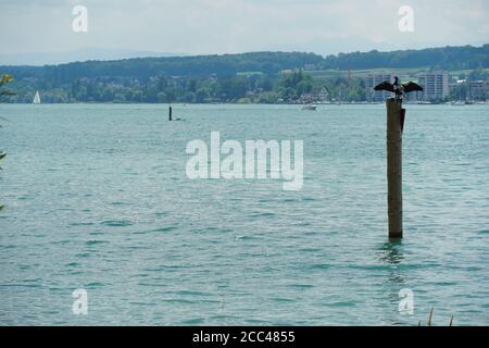 Großer Kormoran, Phalacrocorax carbo, mit ausgebreiteten Flügeln auf einem Holzhaufen am unteren Bodensee, Deutschland während der Sommerzeit. Stockfoto