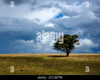 Einzelbaum auf dem South Downs Way im South Downs National Park über der Altstadt von Steyning, West Sussex Stockfoto