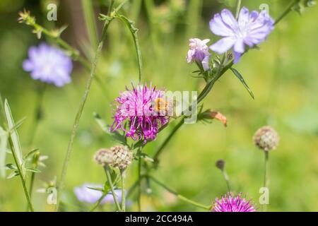 Biene auf echinops.EINE Biene sammelt Nektar aus Wiesenblumen. Stockfoto