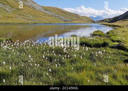 Weiße Blumen und ein Bergsee von Vanoise Stockfoto