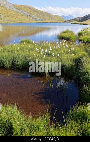 Gras am Ufer eines Vanoise Bergsees Stockfoto