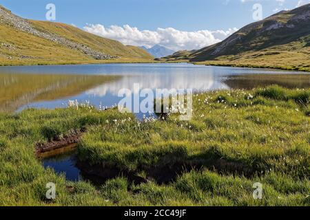 Gras am Ufer eines Vanoise Bergsees Stockfoto