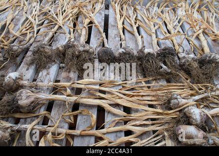 Knoblauch Vallelado Sorte liegt in einer Reihe auf einem alten Holzbank im Gewächshaus Stockfoto