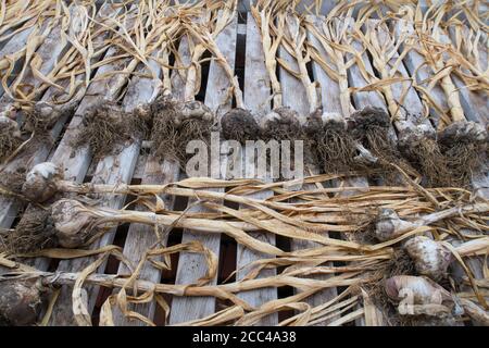 Knoblauch Vallelado Sorte liegt in einer Reihe auf einem alten Holzbank im Gewächshaus Stockfoto