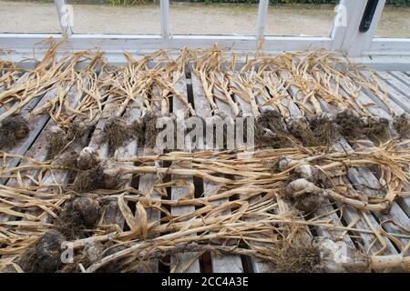 Knoblauch Vallelado Sorte liegt in einer Reihe auf einem alten Holzbank im Gewächshaus Stockfoto