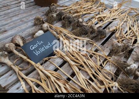 Knoblauch Vallelado Sorte liegt in einer Reihe auf einem alten Holzbank im Gewächshaus Stockfoto