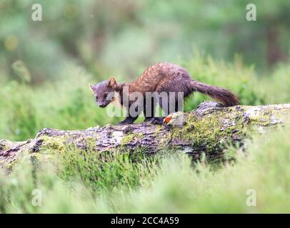 Pine Marten (Martes Martes) bei Tageslicht in schottischem Kiefernholz Stockfoto