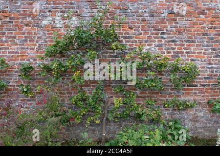 Äpfel wachsen an einer Wand in einem alten ummauerten Garten Stockfoto