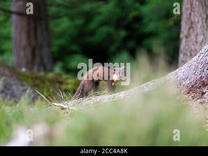 Pine Marten (Martes Martes) bei Tageslicht in schottischem Kiefernholz Stockfoto