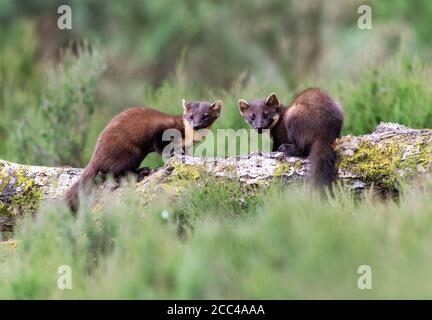 Pine Martens (Martes Martes) Mama und Kit bei Tageslicht in schottischem Kiefernholz Stockfoto