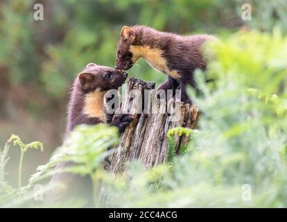 Pine Martens (Martes Martes) Mama und Kit bei Tageslicht in schottischem Kiefernholz Stockfoto