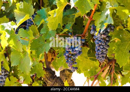 Schöne Aussicht auf frische hängende lila Sangiovese Trauben (Vitis vinifera) in Trauben, in einem Weinberg in San Gimignano, Toskana an einem sonnigen Tag in... Stockfoto