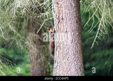 Erwachsene weibliche Pine Marten (Martes Martes) Kletterbaum Stamm bei Tageslicht in schottischem Kiefernholz Stockfoto