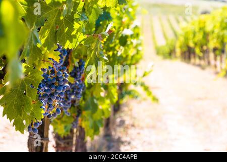 Wunderschöne Nahaufnahme von hängenden purpurnen Sangiovese-Trauben (Vitis vinifera), die in Reihen mit einem Weinberg im Hintergrund wachsen. Fotografiert in einem ... Stockfoto