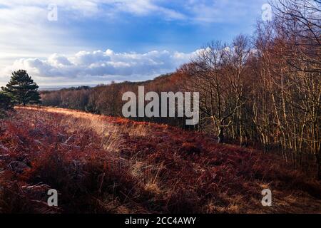 Winterwandern durch den Ashdown Wald auf dem hohen weald in east Sussex South East England Großbritannien Stockfoto