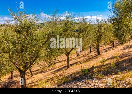 Schöne Aussicht auf einen Olivenbaum Obstgarten für die Ölproduktion an einem heißen sonnigen Tag mit einem blauen Himmel. Die Olivenbäume wachsen in einer Reihe auf einem Hang im... Stockfoto