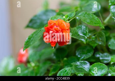 Blühende Mini-Rosen im Garten, nass nach dem Regen. Stockfoto