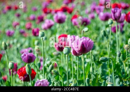 Purple Opium Mohn Feld (Papaver somniferum) in Burma, Myanmar Stockfoto