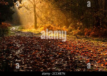 Goldbraunes Herbstlaub auf den Waldwegen durch Deer Wood in der Nähe von Woods Corner am High Weald East Sussex Südostengland Stockfoto