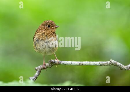 Jungtier-Rotkehlchen (Erithacus rubecula) auf Ast Stockfoto