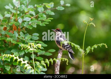 Juvenile Buntspecht (Dendrocopos major) auf Zweig thront Stockfoto