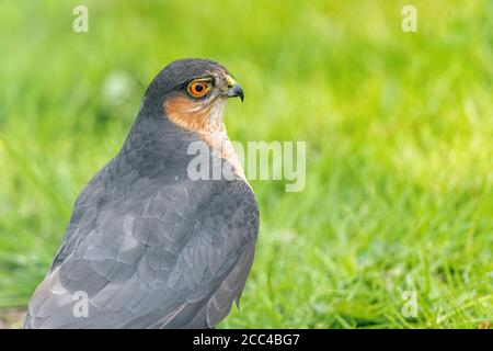 Nahaufnahme eines reifen männlichen Sperber (Accipiter nisus), der auf dem Rasen sitzt Stockfoto