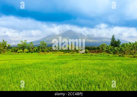 Beauty Reisfeld und Mayon Vulkan oder Mount Mayon im Hintergrund in der Nähe von Legazpi, Luzon Insel auf den Philippinen Stockfoto