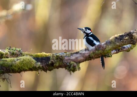 Männlicher Buntspecht (Dendrocopos major), der auf einem Zweig thront Stockfoto