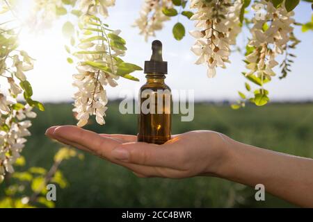 Robinia (falsche Akazie) ätherisches Öl (Heilmittel, Extrakt) Flasche mit frischen Akazienblüten Stockfoto