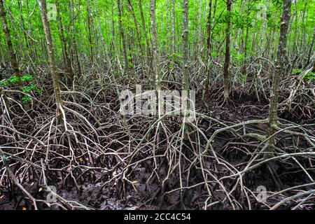 Mangrovenwald in der Nähe von El Nido, Palawan Insel auf den Philippinen Stockfoto