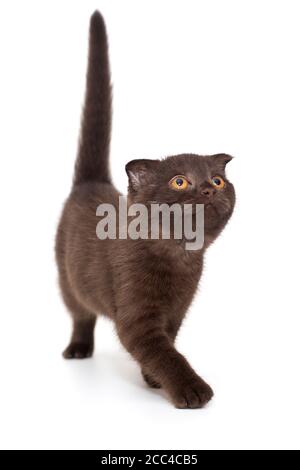 Schottische Falte schwarz Kätzchen auf weißem Hintergrund Stockfoto