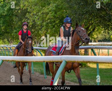 The Severals, Newmarket, Suffolk, England, Großbritannien – Racehorse auf dem Weg zu den Galoppern Stockfoto