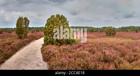 Schmaler Sandweg und Wacholderbüsche in der blühenden Heide Stockfoto