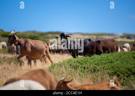 Blick auf eine Gruppe von Bergziegen grasen auf dem Feld mit einer Glocke um den Hals, in der Serra da Estrela in Portugal Stockfoto