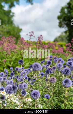 Echinops Ritro Veitchs blue. Globe Distel Blumen in einem englischen Garten Stockfoto