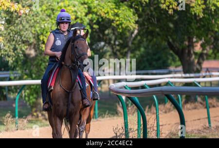 The Severals, Newmarket, Suffolk, England, Großbritannien – Racehorse auf dem Weg zu den Galoppern Stockfoto