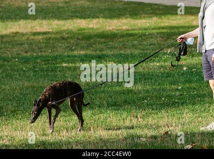 Berlin, Deutschland. August 2020. Ein Hundebesitzer geht mit seinem Hund in Monbijoupark. Garantierter Auslauf, ausreichende Pflegezeit für Welpen: Bundeslandwirtschaftsminister Klöckner (CDU) will strengere Regeln für Tiertransporte und Hundezüchter erlassen. Tierschutz- und Hundebesitzerverbände begrüßen die Initiative grundsätzlich. Für einige könnte es jedoch noch weiter gehen. Quelle: Annette Riedl/dpa/Alamy Live News Stockfoto