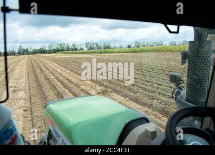 18. August 2020, Brandenburg, Niedergörsdorf/ OT Oehna: Ein Traktor mit Vorfräse fährt während der Kartoffelernte über ein Feld der Oehnaland Agrargesellschaft mbH in der Nähe des Dorfes. Foto: Soeren Sache/dpa-Zentralbild/ZB Stockfoto