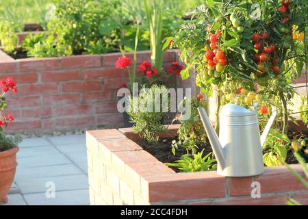 Ein moderner Gemüsegarten mit erhöhten Briks Betten. .Hochbetten Gartenarbeit in einem städtischen Garten Pflanzen Kräuter Gewürze Beeren und Gemüse Stockfoto