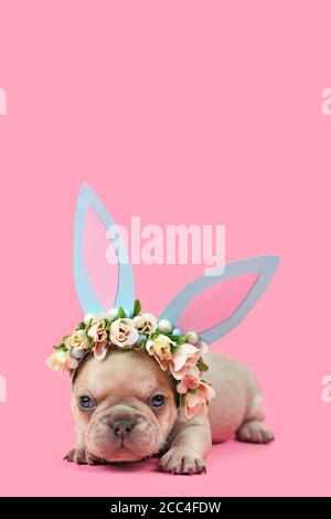 Kleine Französisch Bulldogge Welpen verkleidet als osterhase mit Blaues Papier Kaninchen Ohren Stirnband mit Blumen auf rosa Hintergrund Mit Kopierbereich Stockfoto