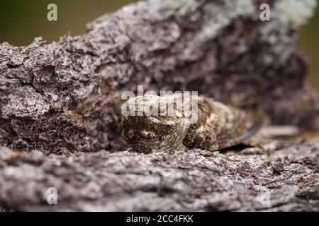 Ziegenmelker, Caprimulgus europaeus, europäischer Nachtschwalbe Stockfoto