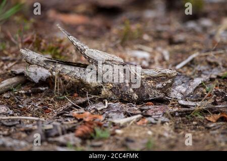 Ziegenmelker, Caprimulgus europaeus, europäischer Nachtschwalbe Stockfoto