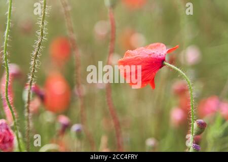 Rote Mohnblume Nahaufnahme. Wiese mit schönen leuchtend roten Mohnblumen im Frühjahr Stockfoto